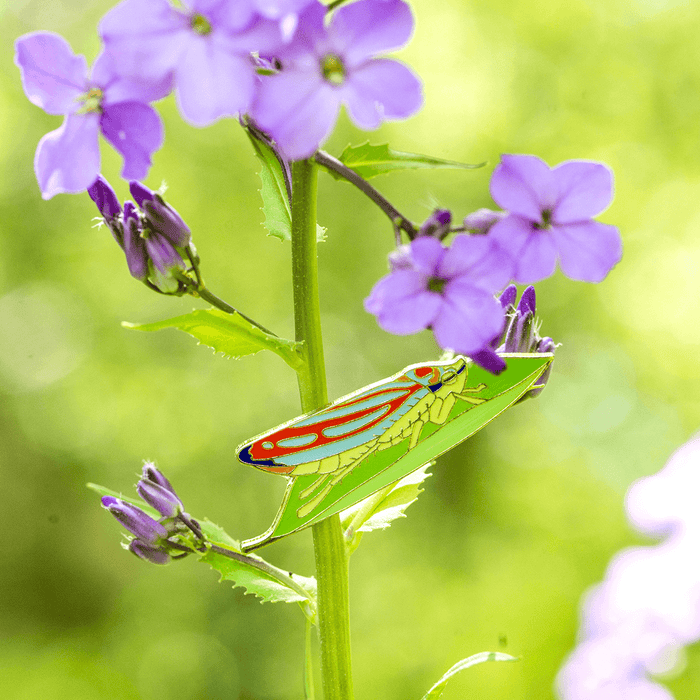Candy Striped Leafhopper Pin by The Roving House