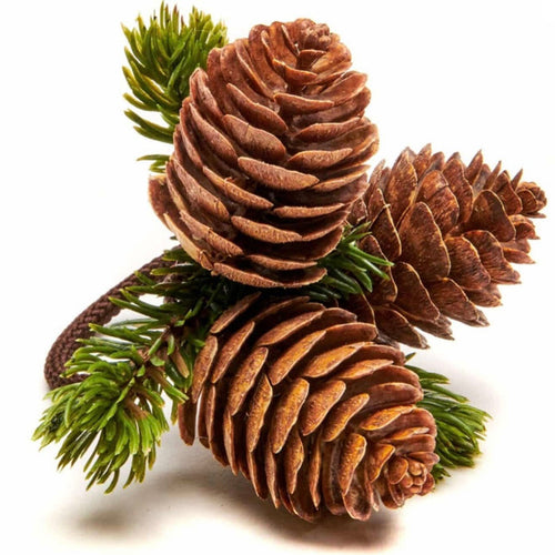 Pine Cone Napkin Rings - Maisonette Shop