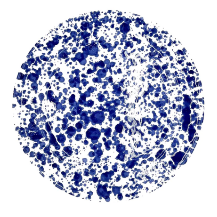 Taverna Speckled Dinner Plates